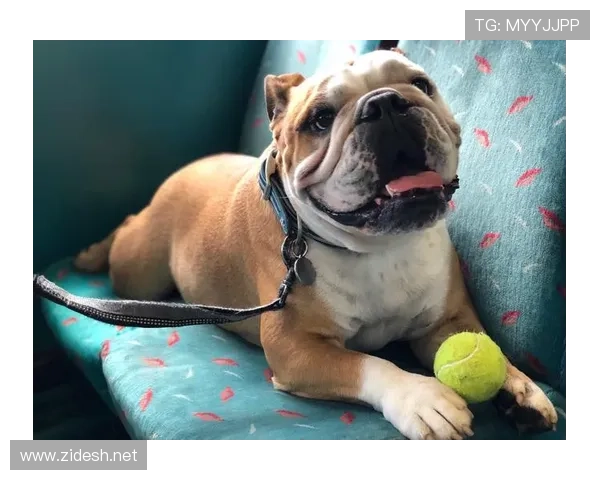 小罗退役后还在夜店蹦迪，豪宅里养了三只斗牛犬